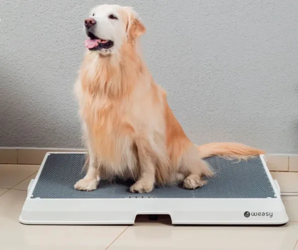 Novo Banheiro weasy dog 