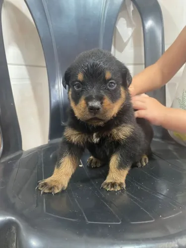 Filhote rottweiler cabeça de touro
