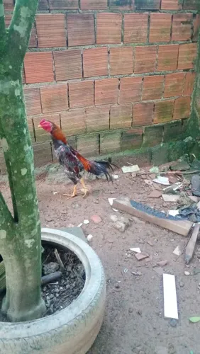 Vendo 3 frangos índio