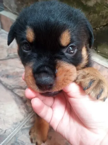 Filhote de Rottweiler o pequeno guardião que também é muito amoroso