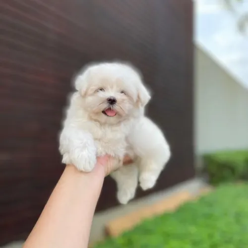 Maltês Micro Legítimos com Pedigree