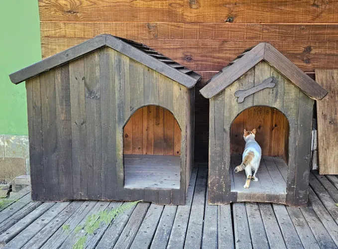 Casinha para cães 