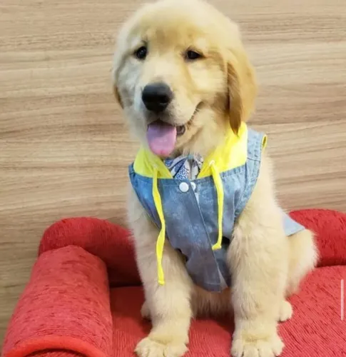 Filhote Golden Retriever, cheios de amor, carinho e muita alegria!