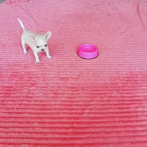 Filhote de chihuahua 
