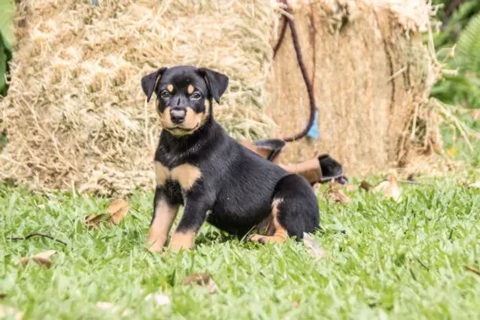 Filhotes de Rottweiler ? Lindos, Fortes e Bem Socializados
