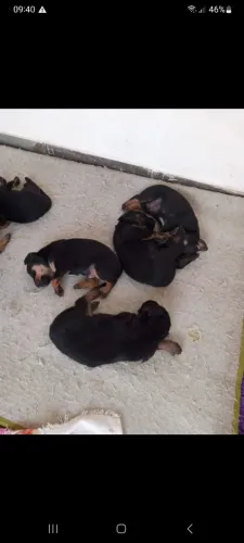 Doação de cachorros 