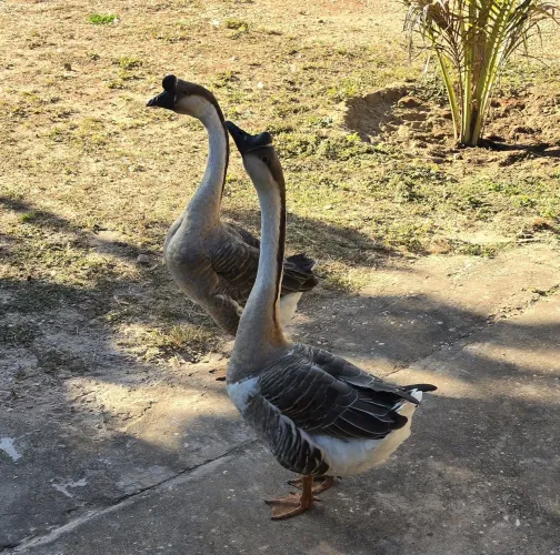Casal de ganso 