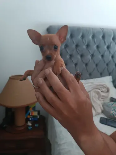Pinscher fêmea zero