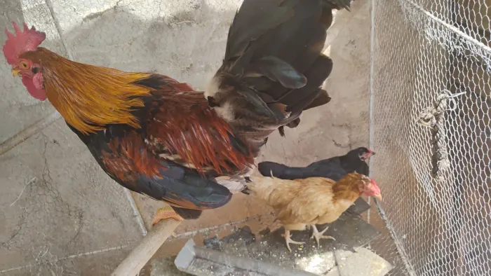 Trio de Galizé pernas curtas