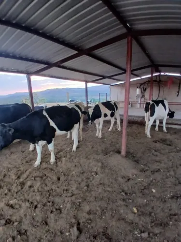 Vacas leiteiras