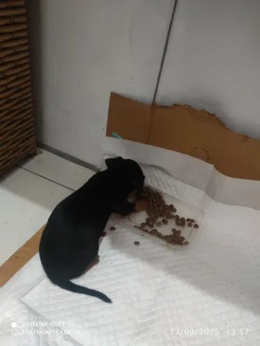Pincher 0 filhote
