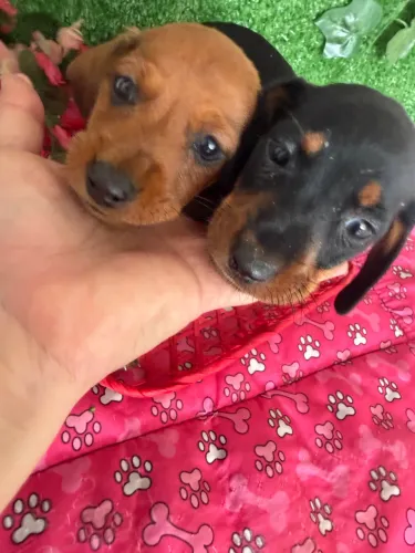 Vendo lindos filhotes de salsicha macho
