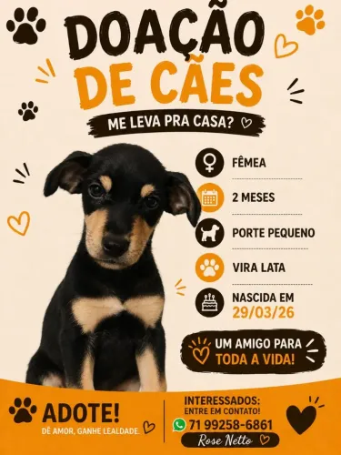 Animais para adoção responsavel