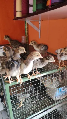 Pintinhos gsb balão puro