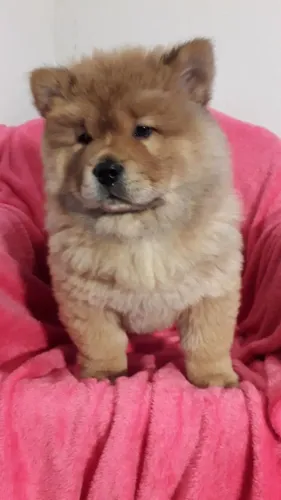 Chow Chow,Chow Chow Filhote Muito Amoroso e Dócil