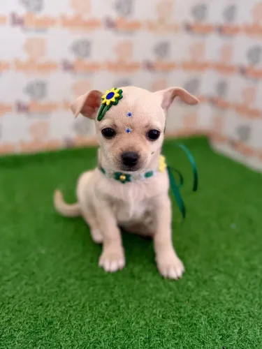 Chihuahua fêmea 
