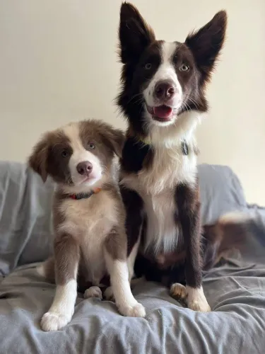 Filhotes de Border Collie inteligente e elegante.