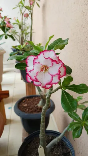 Vende-se rosas do deserto