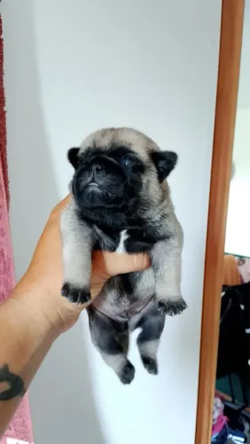 Cachorros da raça Pug