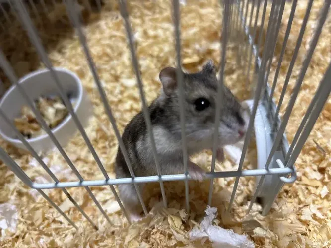 Hamster