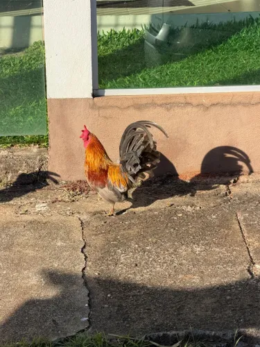 Vende se estes galos ganize 