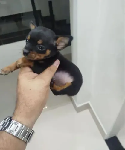 Pinscher macho miniatura