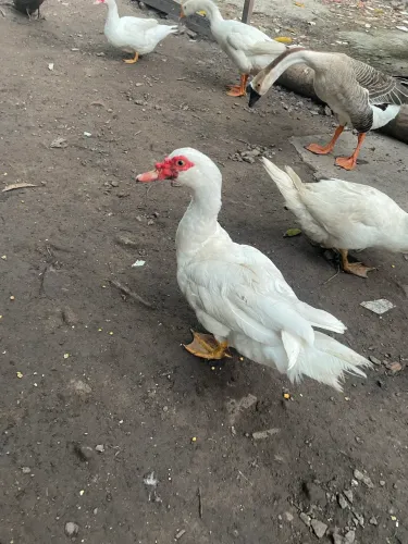 Pato paysandu com 8 meses 