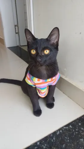 Hanna(flor) 3 meses. Fiv e felv negativos. Castração garantida 