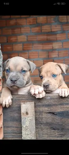 Filhote de Pit Monster