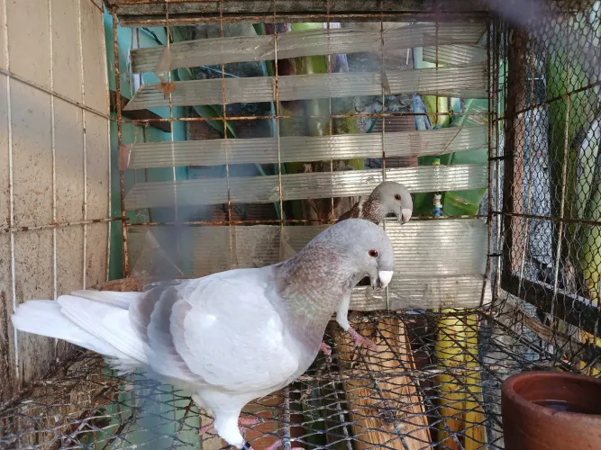 Gaiola 