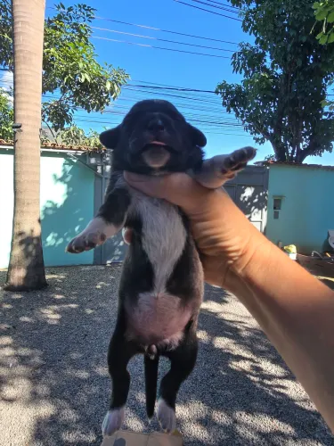 Lindos FILHOTINHOS.