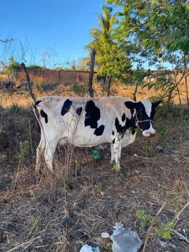 Vaca de leite à venda!!