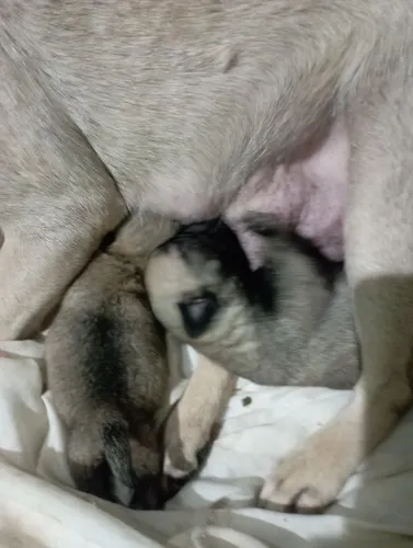 filhote de Pug machos 