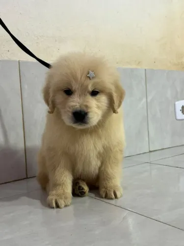 Golden Retriever filhotes fantásticos