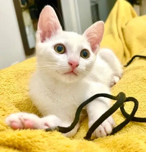 Gatinho pra adoção 