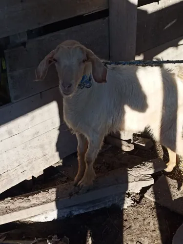 Cabrito 