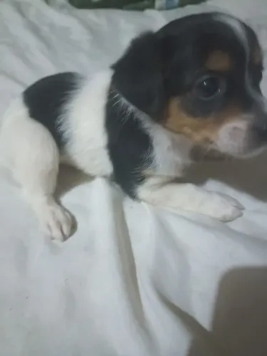 Vendo pincher