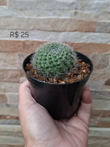 Rebutia xanthocarpa pt9