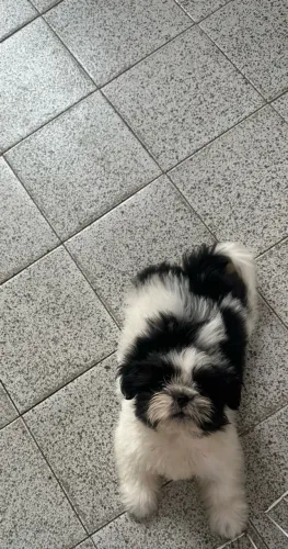 Shihtzu