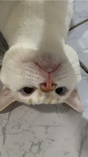 gato pra doação