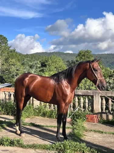 Cavalo garanhão 
