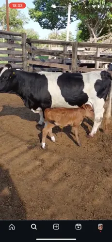 Mini vaca 