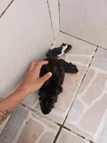 Vendo porquinho da Índia de 4 mes 