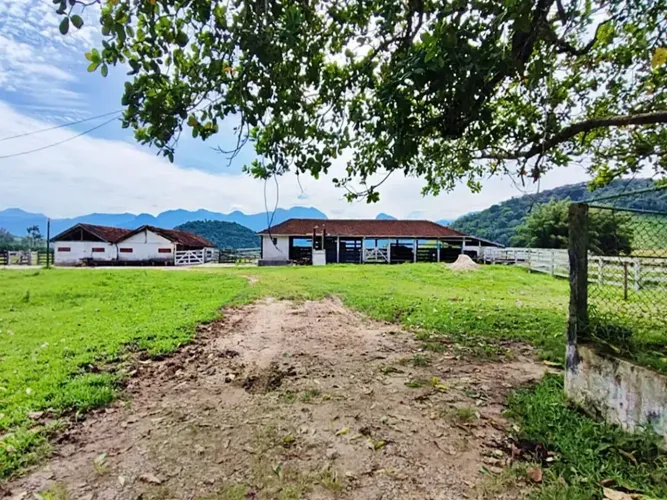 FAZENDA PRODUTIVA 79 HECTARES 95% PLANOS, TOTALMENTE FORMADA EM PASTAGENS.