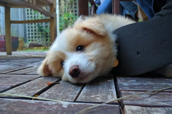 Border Collie Fêmea 
