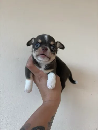 Filhote de chihuahua