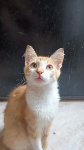 Estou doando esses gatos macho e uma é fêmea já castrada, pra