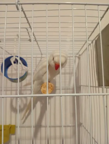 Espécie cor rara branco com bico laranja