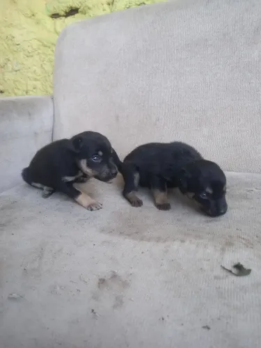 Lindo filhotes de pinscher macho no momento só tenho mais