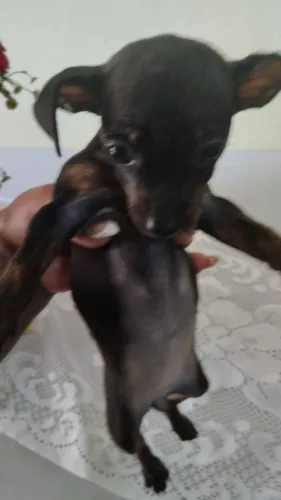 Vendo cachorro  pinche   fêmea  número 1